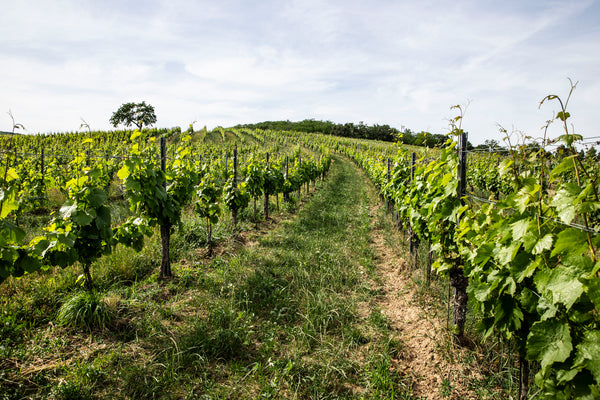 Aufnahme eines Weinbergs vom Weingut Kolfok im Sommer. Die grünen Rebzeilen erstrecken sich in einem Bogen unter blauem Himmel.
