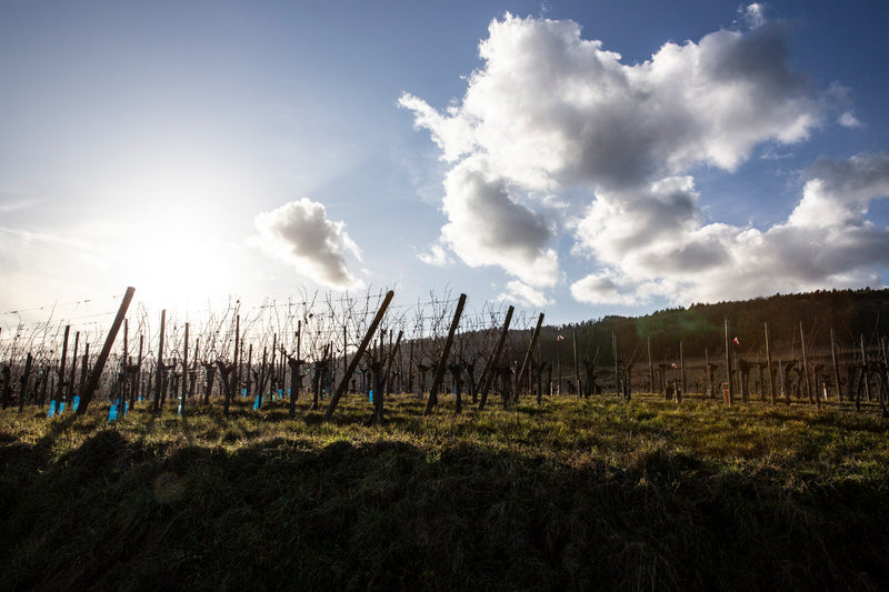 Winterlicher Weingarten vom Weingut Vins Schaal, über dem große Wolken hängen, die von der Sonne angestrahlt werden.