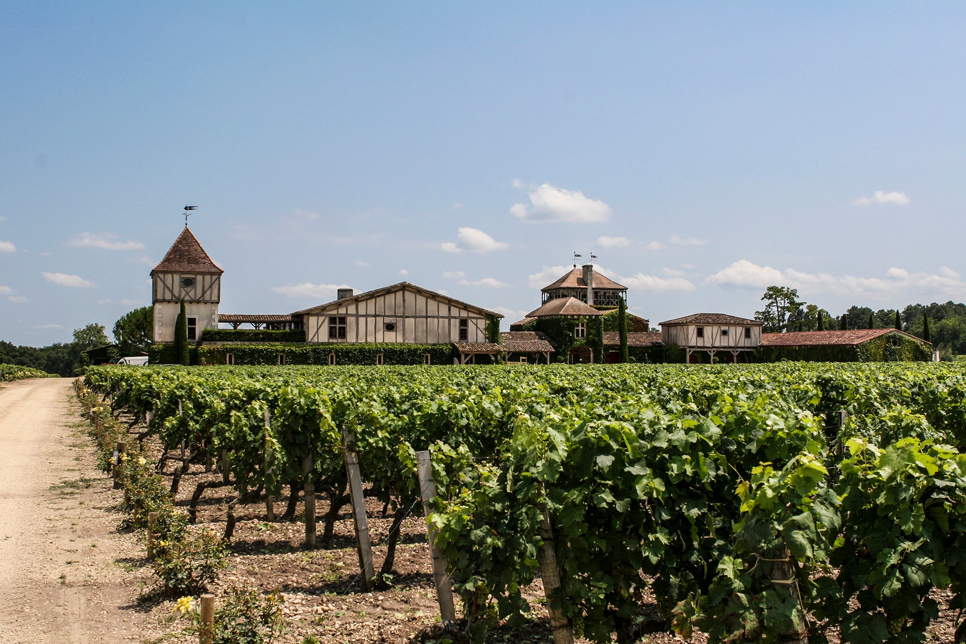 Weingut vor Rebstöcken